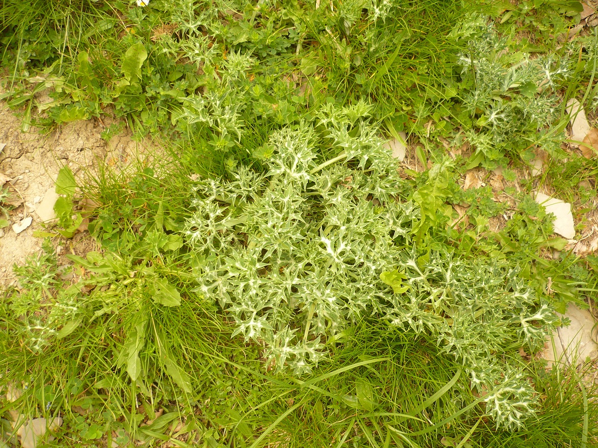 Eryngium bourgatii subsp. bourgatii (Apiaceae)